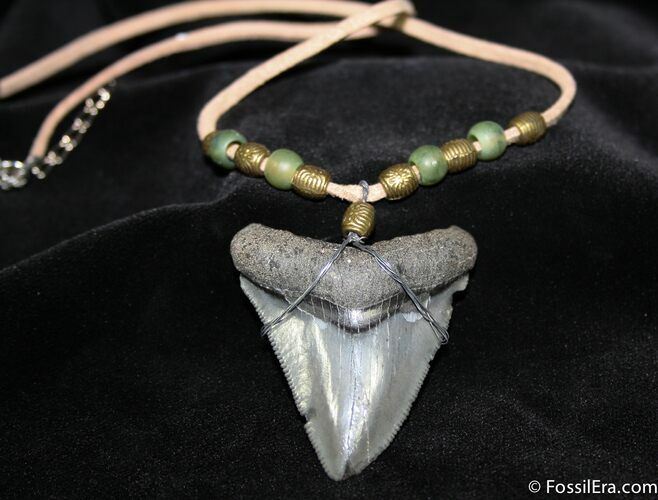 Bone Valley Megalodon Tooth Necklace #972